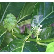 Noni (Morinda citrifolia) 5 zrn