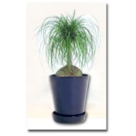 Beaucarnea recurvata 5 zrn