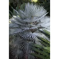   Pritlikava palma s konjsko dlako (Chamaerops humilis) 5 semen
