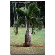Steklena palma (Hyophorbe lagenicaulis) 5 semen
