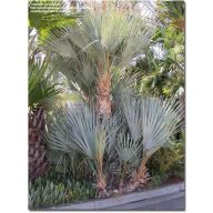 Srebrna palma Mazari (Nannorrhops arabica Silver) 5 zrn