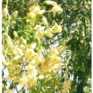 Drevo Chaga (Moringa oleifera) 5 zrn