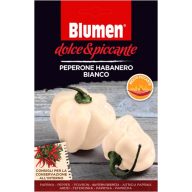  Bela paprika habanero Blumen - zelo pekoča Blumen (približno 10-20 semen)