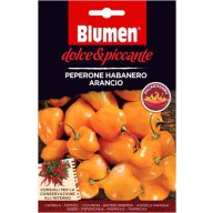   Oranžna paprika habanero - zelo pekoča Cvetovi (približno 10-20 semen)