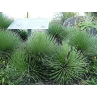 Agava s trnastimi listi (Agave striata ssp.) 5 zrn