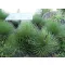 Agava s trnastimi listi (Agave striata ssp.) 5 zrn
