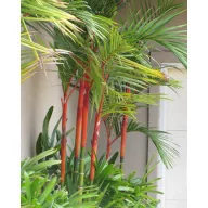 Španska voščena palma (Cyrtostachys spp.) 5 semen