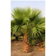 Mehiška vejevita palma (Washingtonia robusta) 5 semen