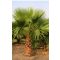 Mehiška vejevita palma (Washingtonia robusta) 5 semen