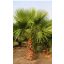 Mehiška vejevita palma (Washingtonia robusta) 5 semen