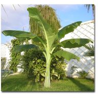 Havasi Banana (Ensete glaucum) 5 zrn