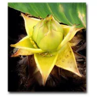 Zlati lotos (Musella lasiocarpa) 5 semen