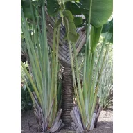 Popotniška palma (Ravenala madagascariensis) 5 semen