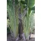 Popotniška palma (Ravenala madagascariensis) 5 semen