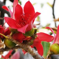 Rdeči svilnati bombaž (Bombax ceiba) 5 zrn