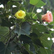 Indijski tulipan (Thespesia populnea) 5 semen