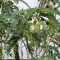 Belocvetni kolibri (Sesbania grandiflora) 5 semen