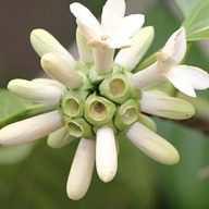 Borojoa (Borojoa patinoi) 5 zrn