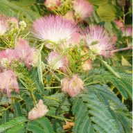 Perzijska sviloprejka (Albizia julibrissin) 5 semen