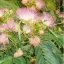 Perzijska sviloprejka (Albizia julibrissin) 5 semen