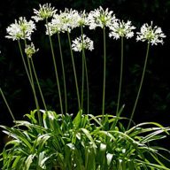 Zgodnji beli cvet ljubezni (Agapanthus praecox Alba) 5 semen