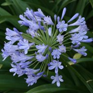   Zgodnji modri cvet ljubezni (Agapanthus praecoX Blue) 5 semen