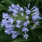 Zgodnji modri cvet ljubezni (Agapanthus praecoX Blue) 5 semen