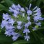 Zgodnji modri cvet ljubezni (Agapanthus praecoX Blue) 5 semen
