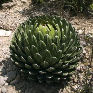   Kraljica Agave (Agave victoriae-reginae (Huasteca Canyon)) 5 semen