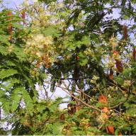 Cejlonski palisander (Albizia odoratissima) 5 semen