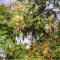 Cejlonski palisander (Albizia odoratissima) 5 semen