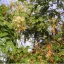 Cejlonski palisander (Albizia odoratissima) 5 semen