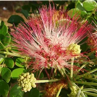 Šamansko drevo (Albizia saman) 5 semen