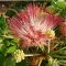 Šamansko drevo (Albizia saman) 5 semen