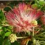 Šamansko drevo (Albizia saman) 5 semen