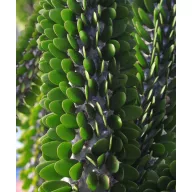 Madagaskarski okotillo (Alluaudia procera) 5 semen