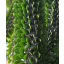 Madagaskarski okotillo (Alluaudia procera) 5 semen
