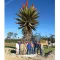 Aloe ferox (Aloe ferox) 5 zrn