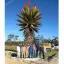 Aloe ferox (Aloe ferox) 5 zrn