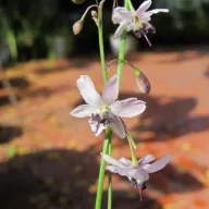 Bledi lilijevec (Arthropodium milleflorum) 5 semen