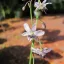 Bledi lilijevec (Arthropodium milleflorum) 5 semen