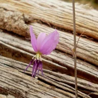 Čokoladna lilija (Arthropodium strictum) 5 semen