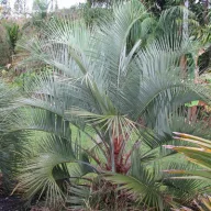Volnata želatinasta palma (Butia eriospatha) 5 semen