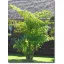 Palma ribji rep (Caryota mitis) 5 semen