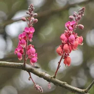Roza kasija (Cassia grandis) 5 semen