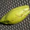 Drevo kapok (Ceiba pentandra) 5 zrn