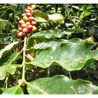 Kavni grm (Coffea canephora) 5 zrn