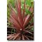 Vijoličastolistna dolinska lilija (Cordyline australis Purpurea) 5 semen