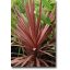 Vijoličastolistna dolinska lilija (Cordyline australis Purpurea) 5 semen