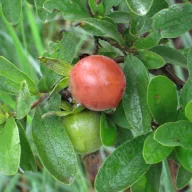 Opičja sliva (Diospyros lycioides) 5 zrn